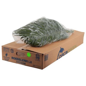 PHOENIX ROEBELINII 80 CM VACUUM