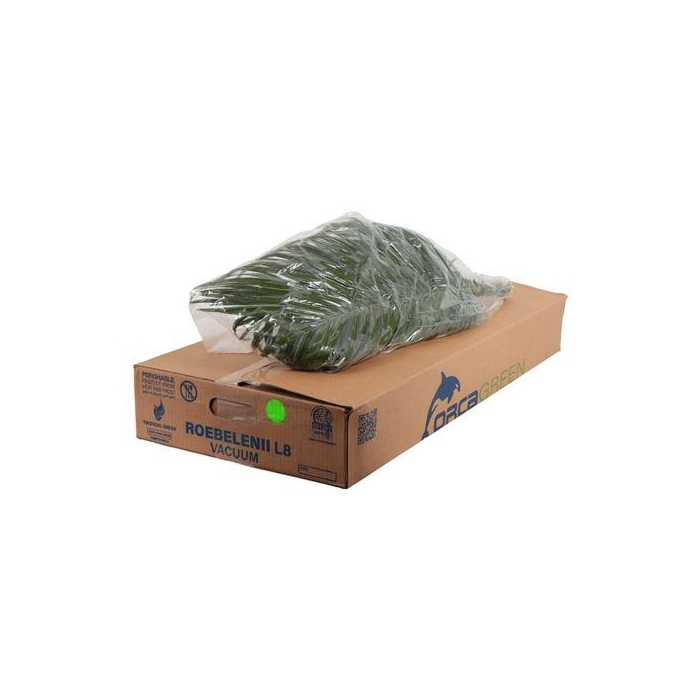 <h4>PHOENIX ROEBELINII 80 CM VACUUM</h4>