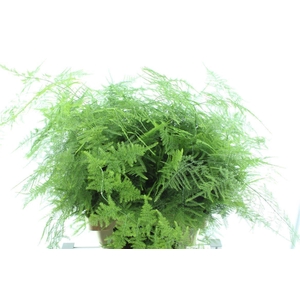 Asparagus Set Lang Getopt