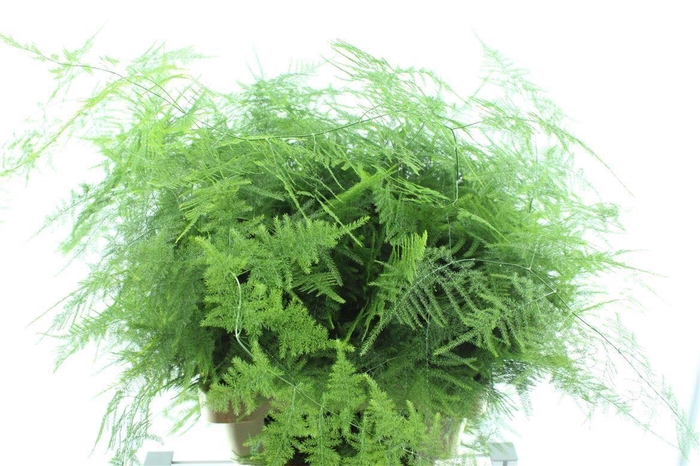 <h4>Asparagus Set Lang Getopt</h4>