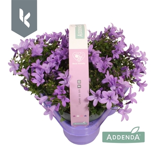Campanula Ambella Lavender in 3-pack
