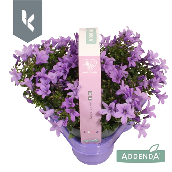 <h4>Campanula Ambella Lavender in 3-pack</h4>