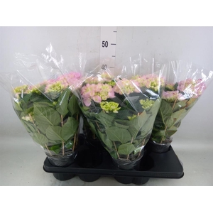 Hydrangea mac. 'Hovaria'