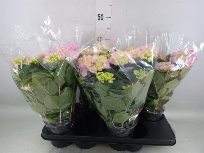 <h4>Hydrangea mac. 'Hovaria'</h4>