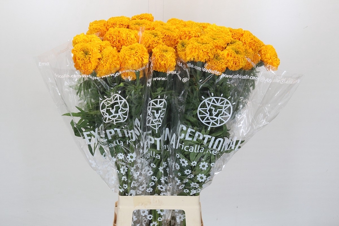 <h4>Tagetes Marigold Promise Light Orange</h4>