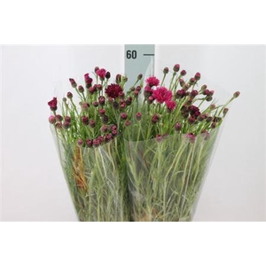 Centouria Korenbloem Lila