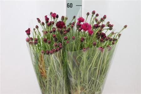 <h4>Centouria Korenbloem Lila</h4>