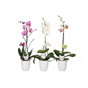 Hugo White Phal Mix 1T+ Tiny Dolls 1T