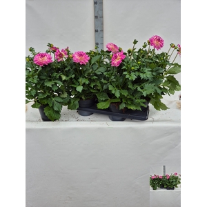 DAHL D M STARBU PINK