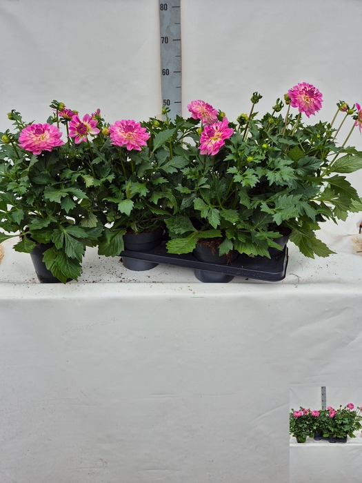 <h4>DAHL D M STARBU PINK</h4>