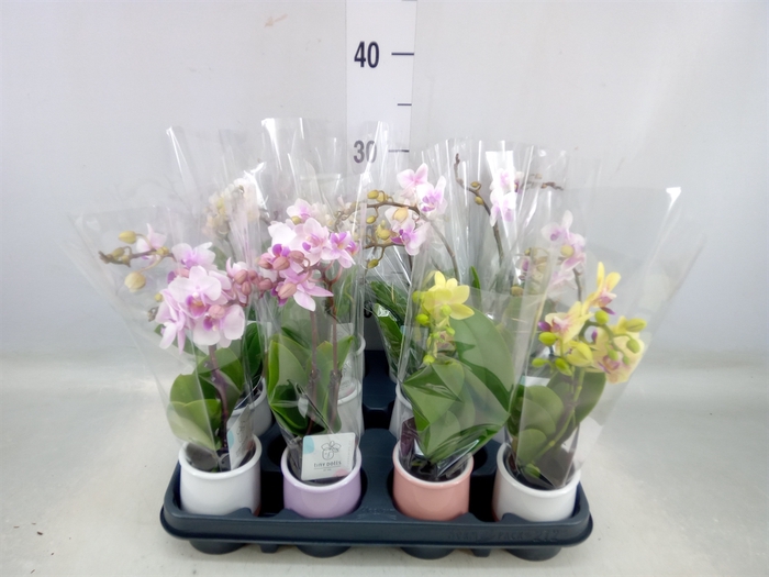 <h4>Phalaenopsis   ...mini</h4>