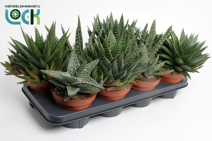 <h4>Gasteria Mix</h4>
