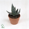 Aloe reitzii