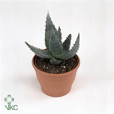 Aloe reitzii