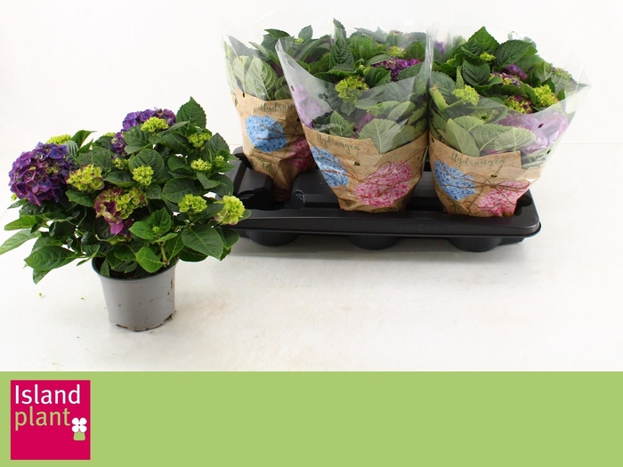 <h4>HYDR M NINGBO</h4>