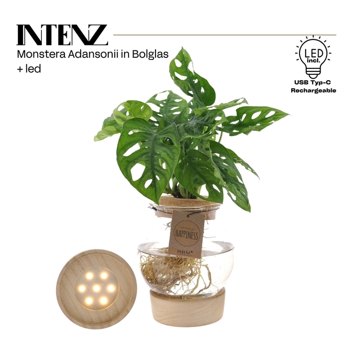 <h4>Monstera obliqua Leichtlinii</h4>