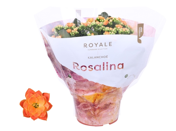 <h4>Kalanchoe blos. 'RosDon Pedro'</h4>