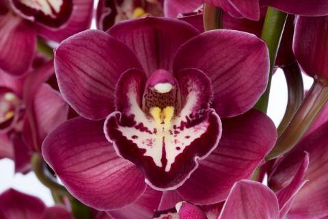 <h4>NAOMI 60cm x 10</h4>