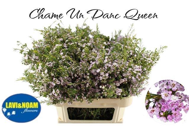 <h4>CHAME UN DANC QUEEN</h4>