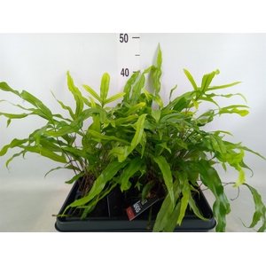 Arr.   Kamerplant Groen H%