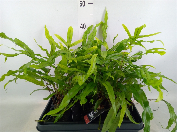 <h4>Arr.   Kamerplant Groen H%</h4>