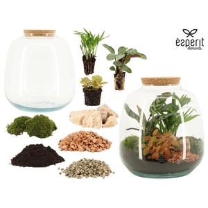 90865: DIY Terrarium arrangement