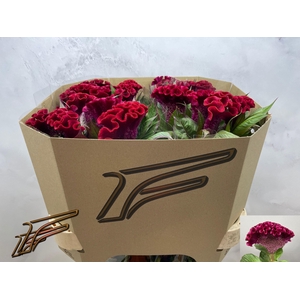 CEL C INDIAN SUMBURG