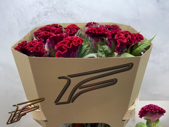 <h4>CEL C INDIAN SUMBURG</h4>