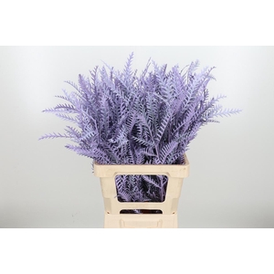 Grevilea Ivanhoe Kl Bh Milka