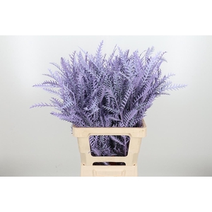 Grevilea Ivanhoe Kl Bh Milka