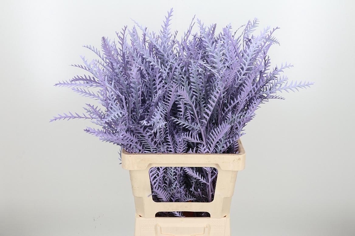 <h4>Grevilea Ivanhoe Kl Bh Milka</h4>