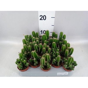 Cereus per. 'Florida'