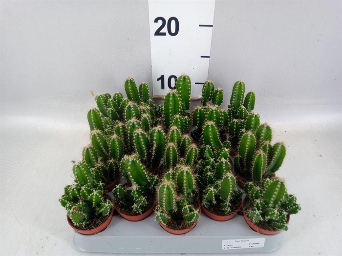 <h4>Cereus per. 'Florida'</h4>