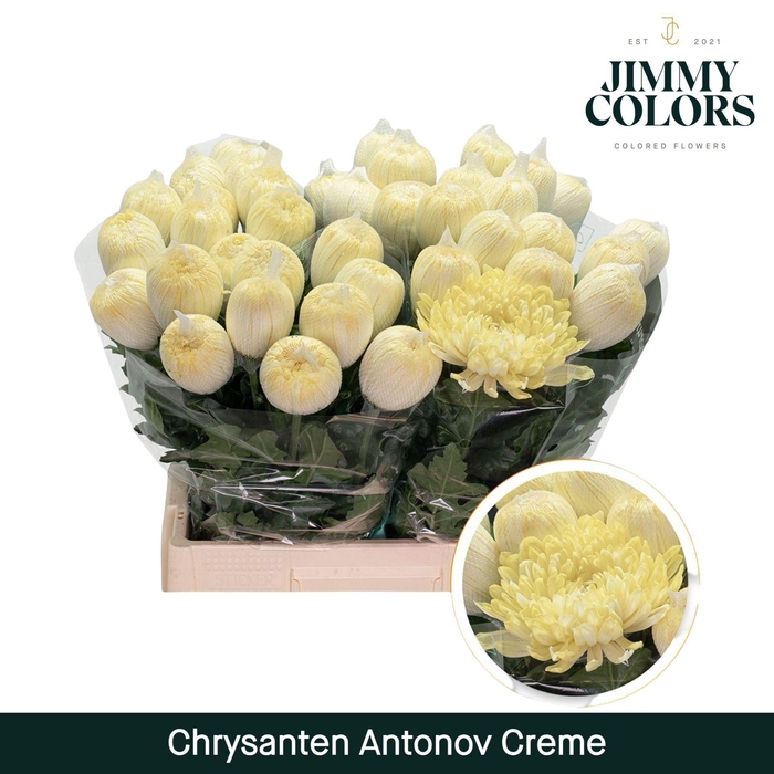 <h4>CHR G ANTONOV PAINT CREME</h4>