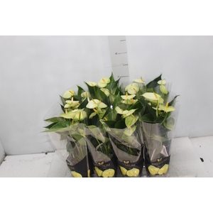 ANTHURIUM VANILLA P09 PREMIUM