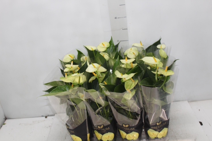 <h4>ANTHURIUM VANILLA P09 PREMIUM</h4>