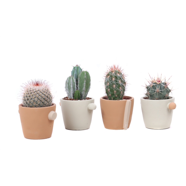 <h4>Cactus mix 8,5 cm in Java sierpot</h4>