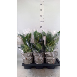 Dieffenbachia  'Green Magic'