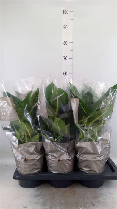<h4>Dieffenbachia  'Green Magic'</h4>
