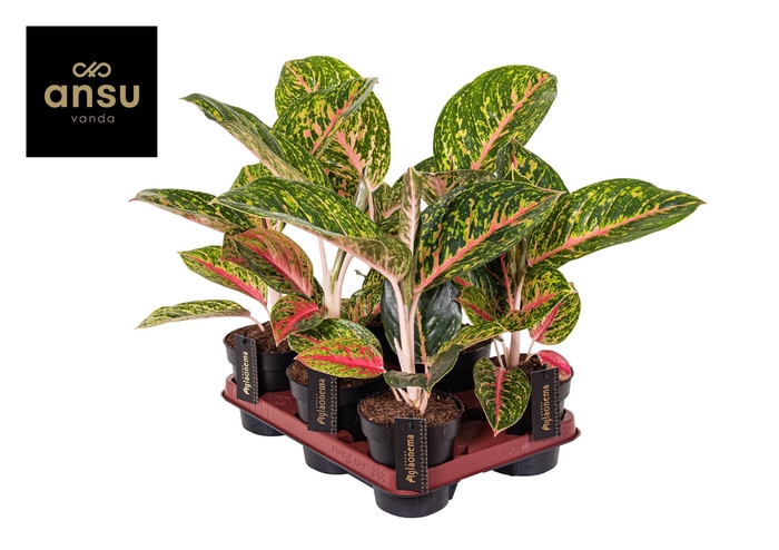 <h4>Aglaonema Spring Red</h4>