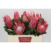 Protea Cynaroides Claire