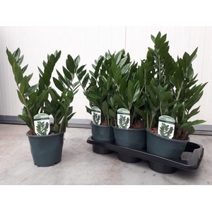 !! PROMO !! ZAMIO ZAMIIFOLIA P17 5+