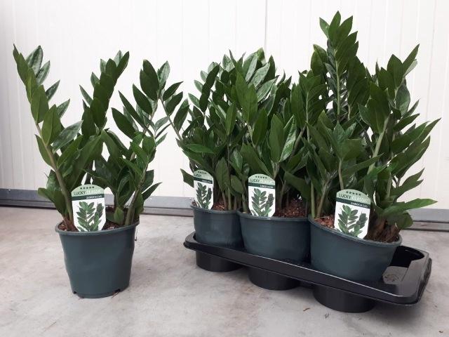 <h4>!! PROMO !! ZAMIO ZAMIIFOLIA P17 5+</h4>