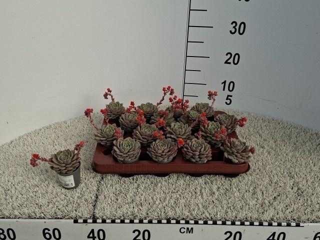 <h4>ECHEV DONDO</h4>