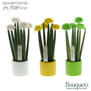 Sansevieria TOP-line Bouquetz Colourfull Easter Mix in Dots keramiek