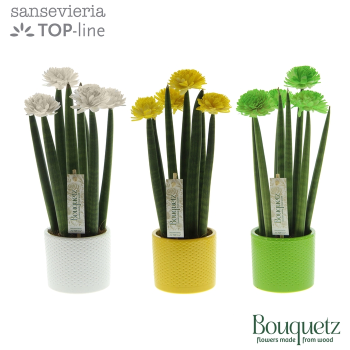 <h4>Sansevieria TOP-line Bouquetz Colourfull Easter Mix in Dots keramiek</h4>
