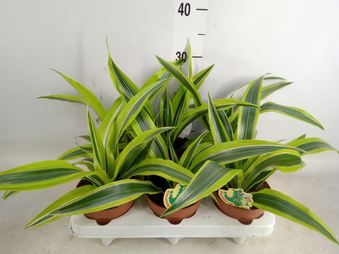 <h4>Dracaena fr de 'LemonLime'</h4>