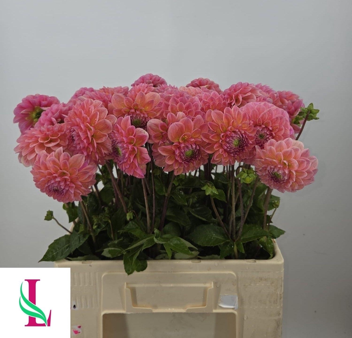 <h4>DAHL LINDAS BABY</h4>