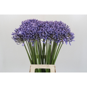 Agapanthus 'Lavender Surprise'