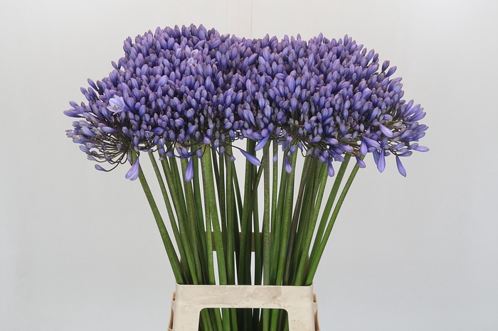 <h4>Agapanthus 'Lavender Surprise'</h4>